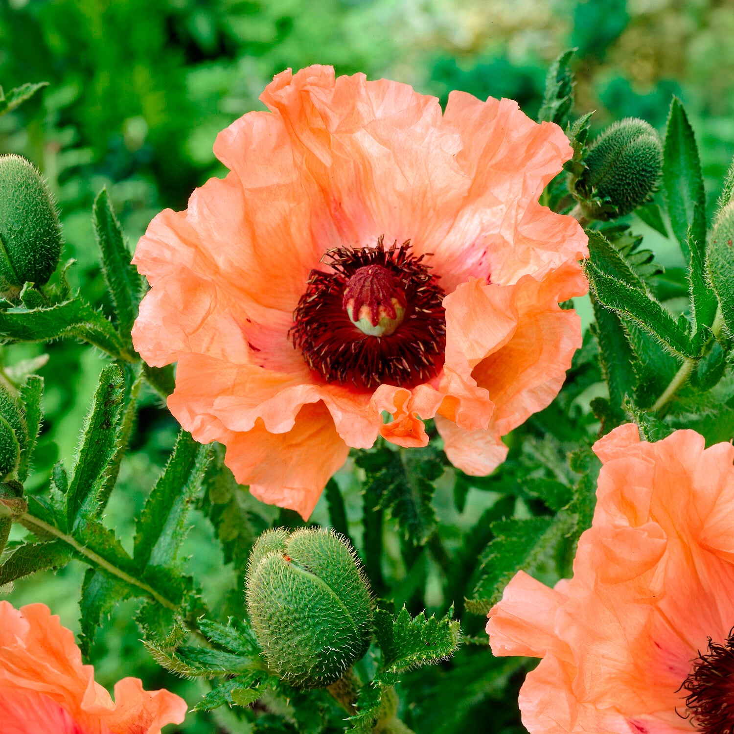 3 Pavots d'Orient orange - Willemse