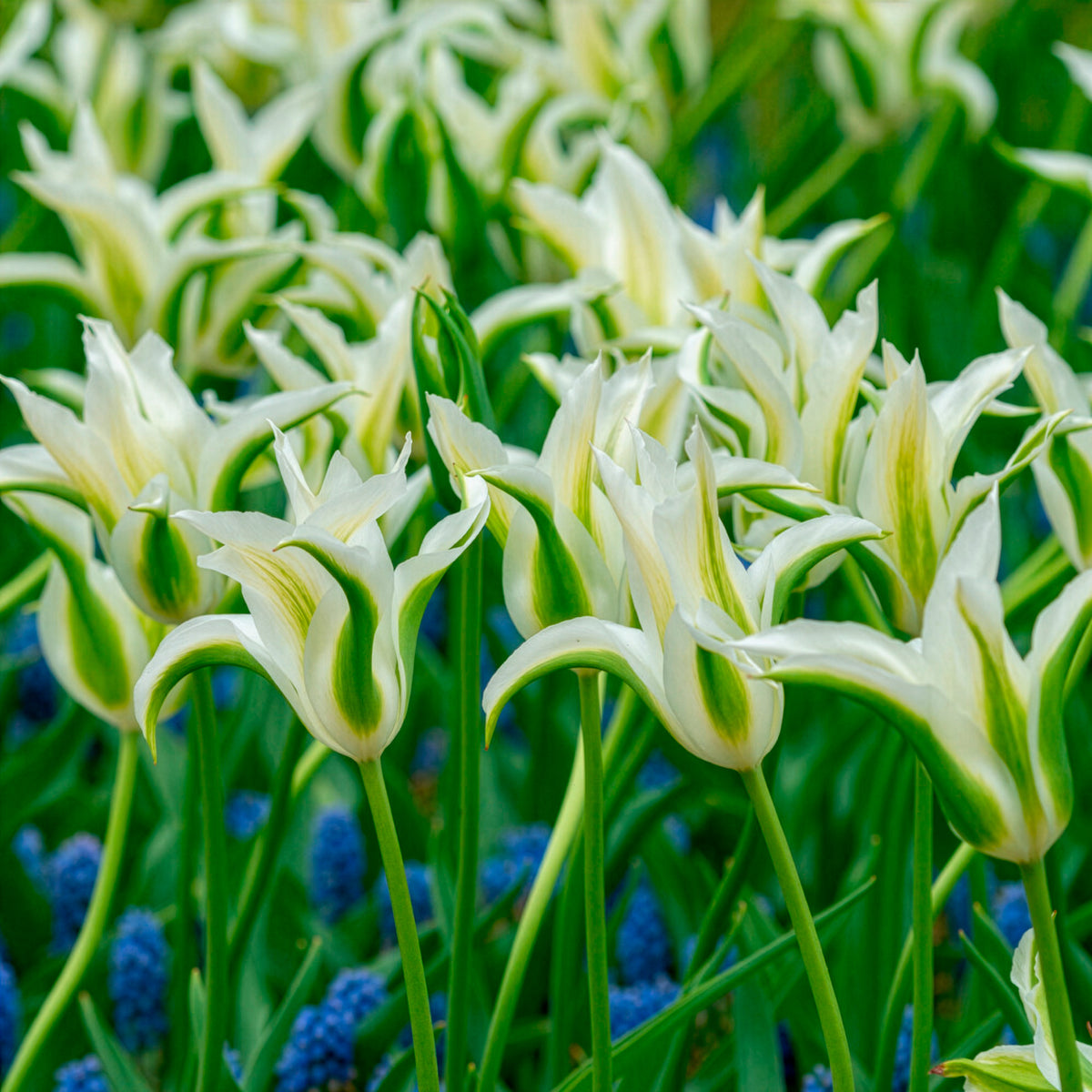 10 Tulipes à fleurs de lis Greenstar - Willemse