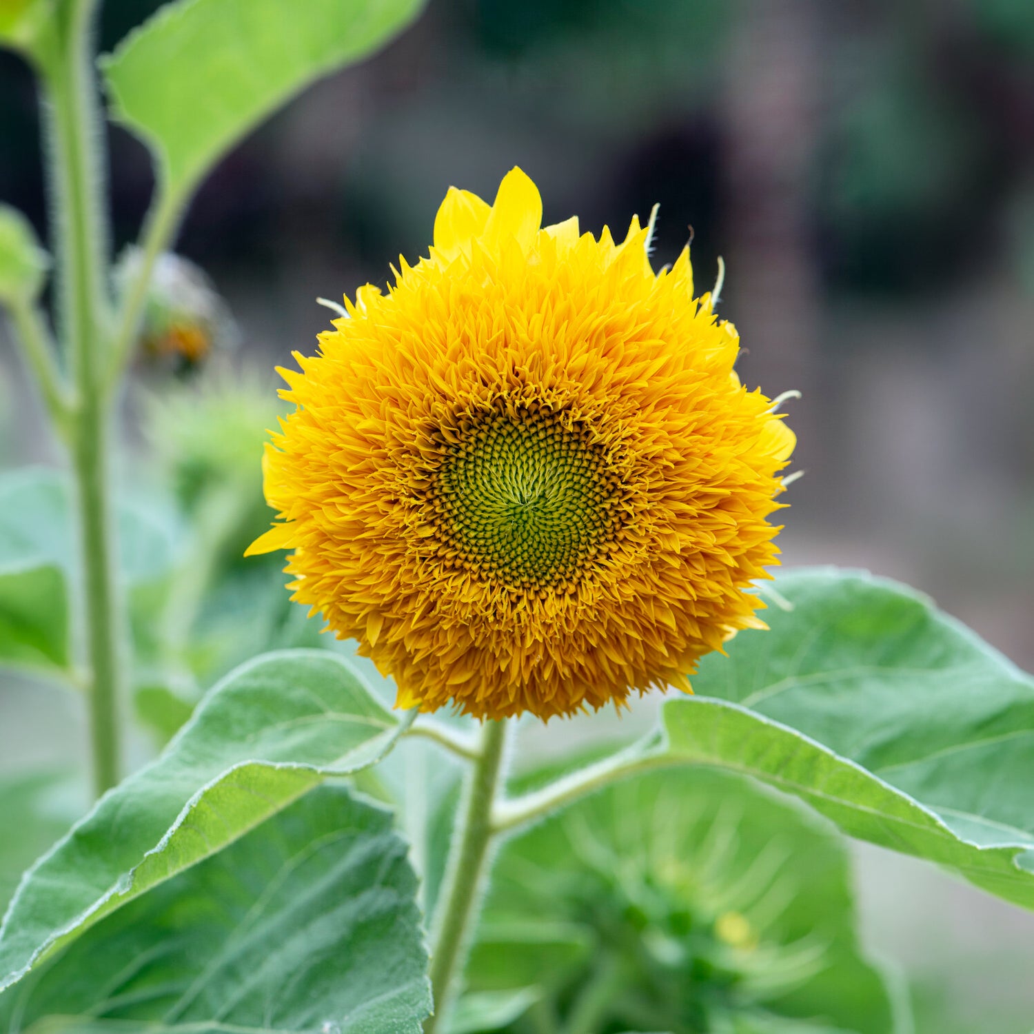 Tournesol commun - Helianthus annuus - Tournesol à fleur double naine Teddy Bear - Helianthus annuus teddy bear