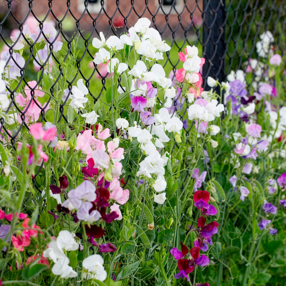 Pois de senteur à grandes fleurs en mélange Bio - Willemse
