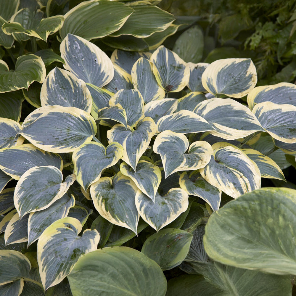 Hosta Canadian Blue - Hosta canadian blue