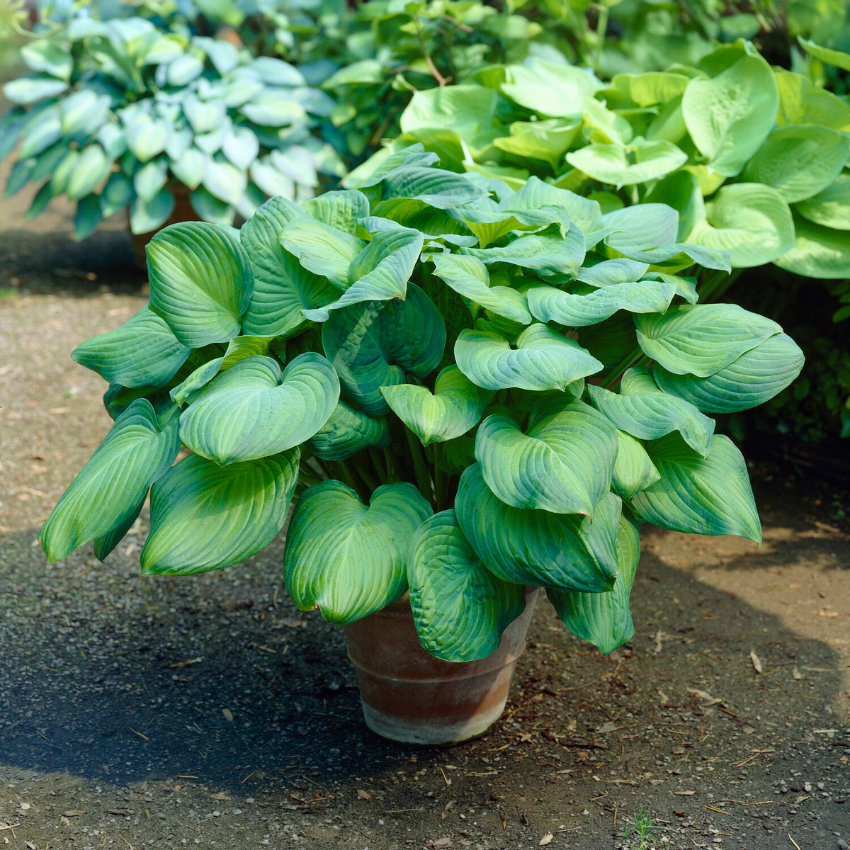Hosta Guacamole - Willemse