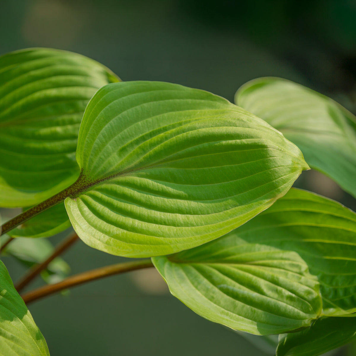 Hosta Purple Heart - Hosta Purple Heart - Willemse