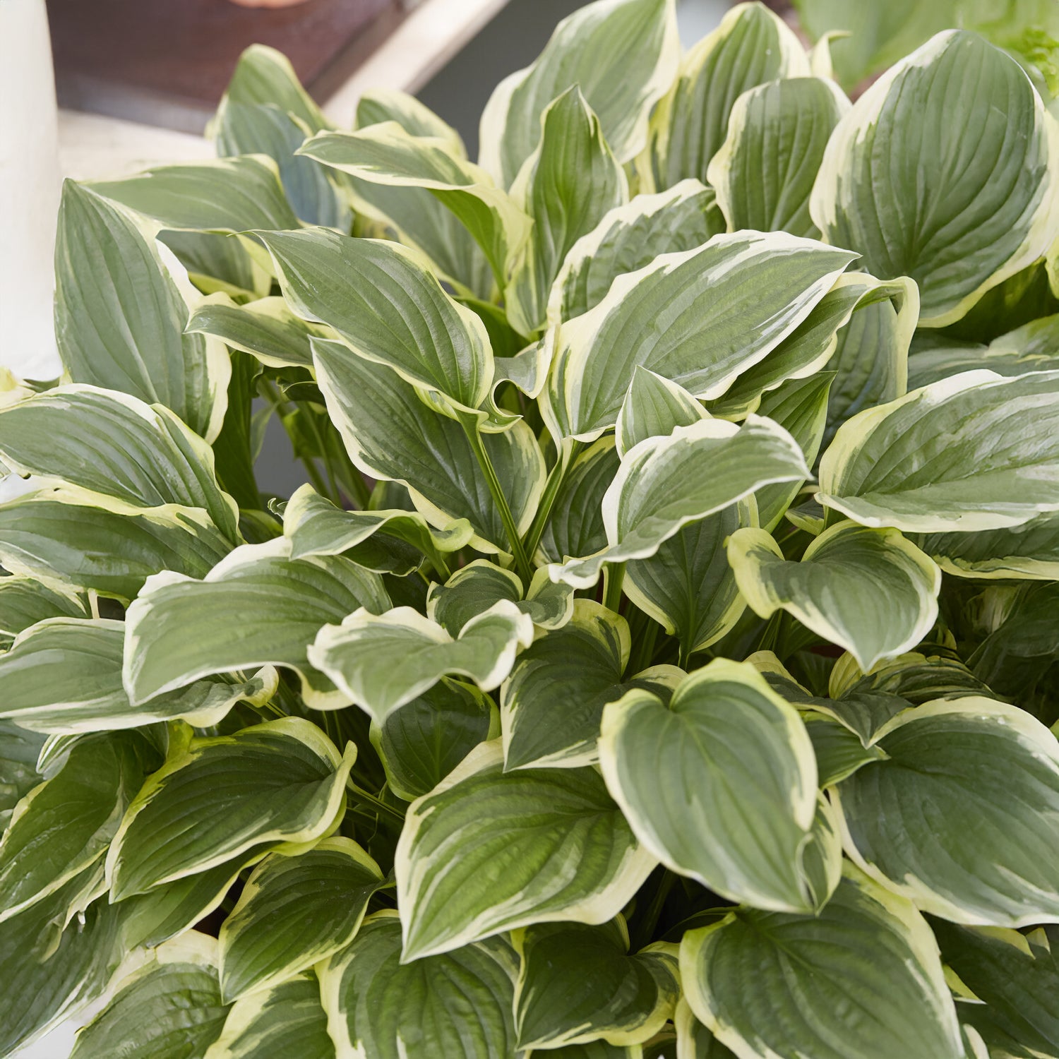 Hosta So Sweet - Hosta so sweet