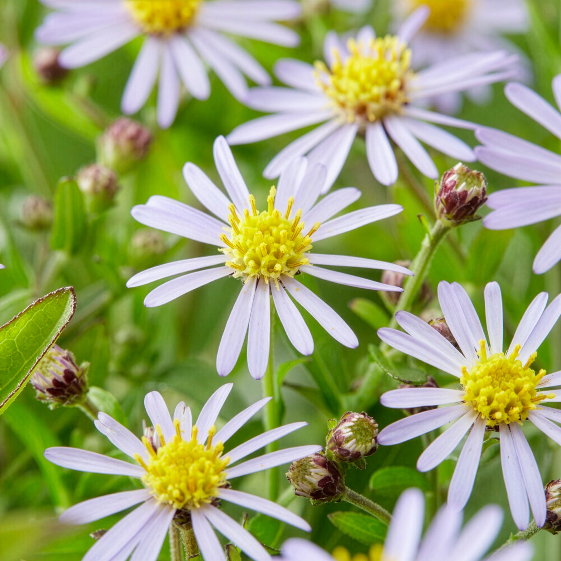 Kalimeris - Kaliméris Nana Blue - Kalimeris incisa nana blue