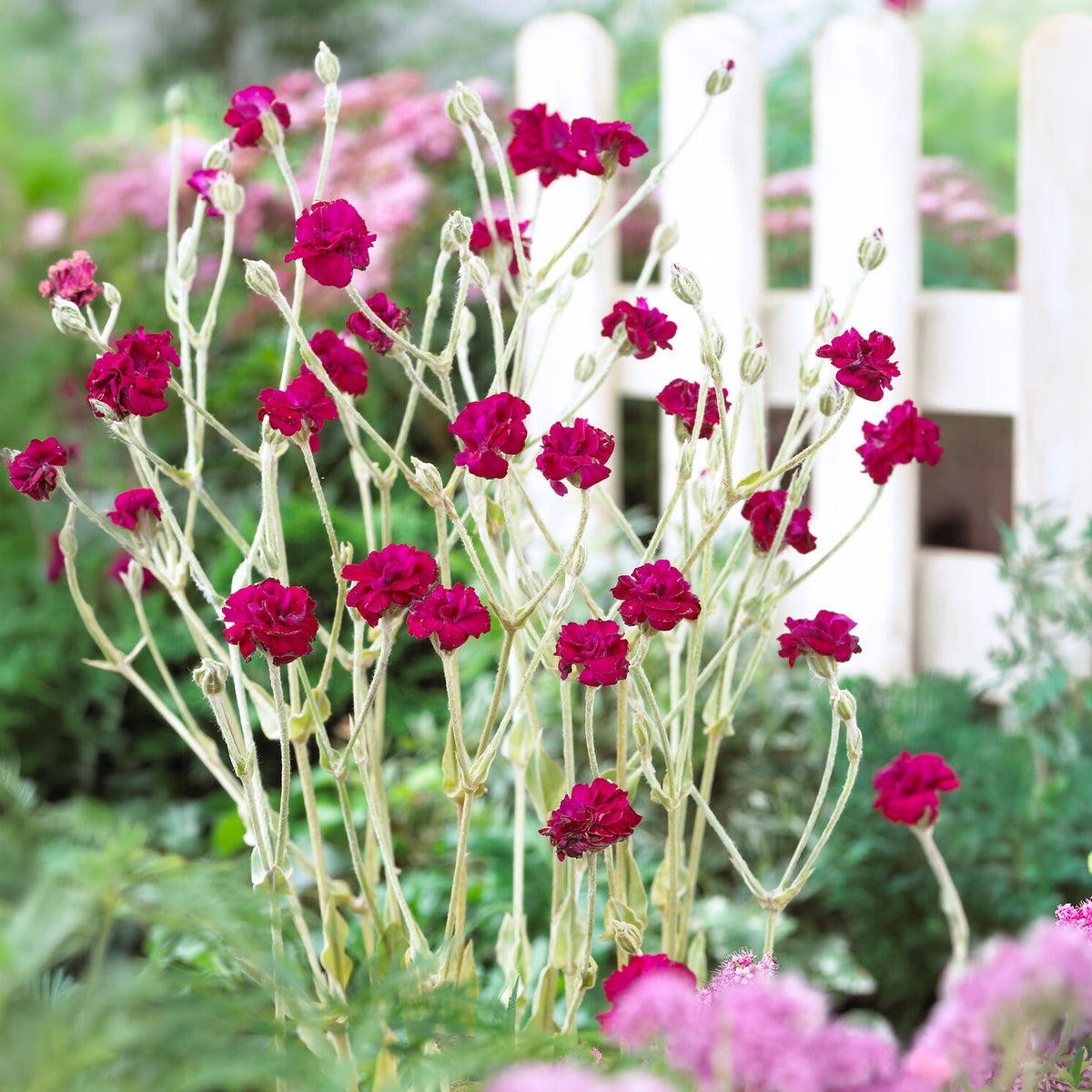 Coquelourde des jardins Gardener's World - Willemse