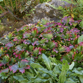 Lierre de Mandchourie Karasuba - Willemse