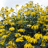 Rudbeckia Herbstsonne - Willemse