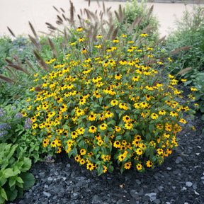 Rudbeckia trilobée - Rudbeckia  triloba - Willemse