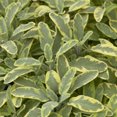 Sauge officinale Aurea - Willemse