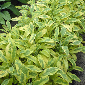 Sauge officinale Aurea - Salvia officinalis Aurea - Willemse