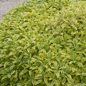 Salvia officinalis Aurea - Sauge officinale Aurea - Sauges