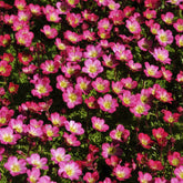 Saxifrage mousse Peter Pan - Willemse