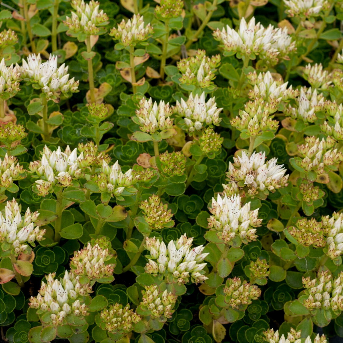 Sedum spurium Album - Willemse