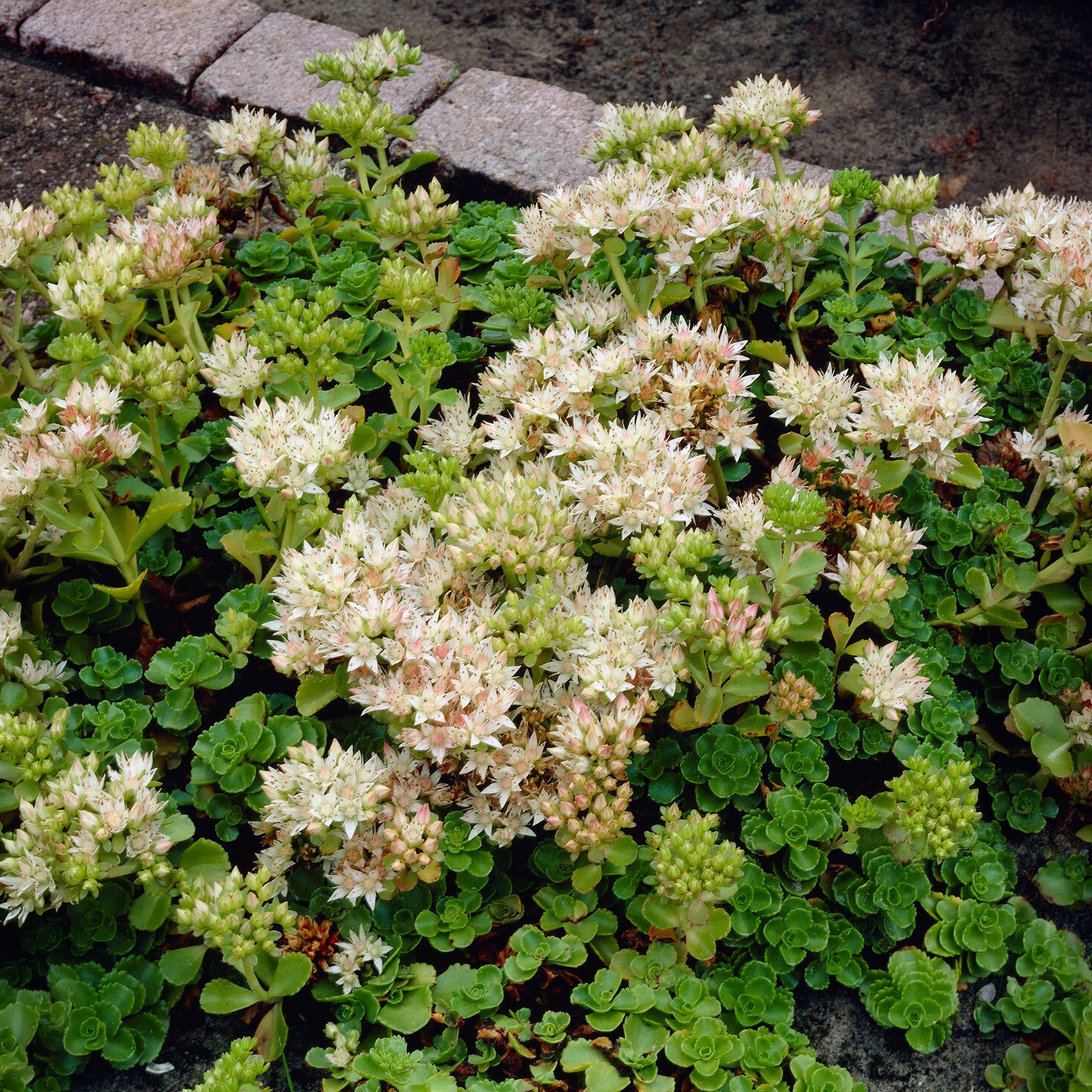 Sedum spurium Album - Sedum spurium album superbum - Willemse