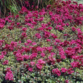 Vente 3 Vivaces tapissantes  - Thymus serphyllum, Sedum acre , Sedum spurium