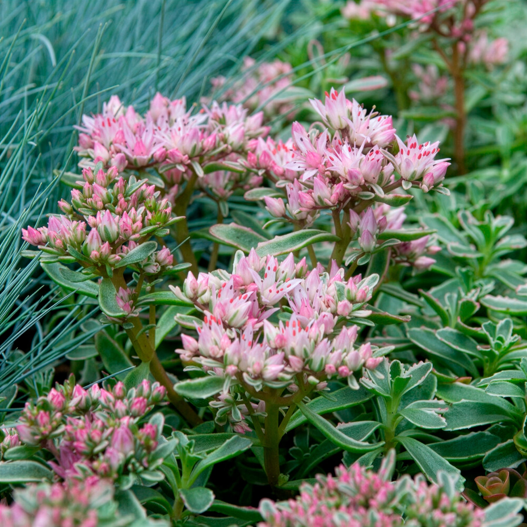 Sedum spurium panaché - Sedum spurium Variegatum - Willemse