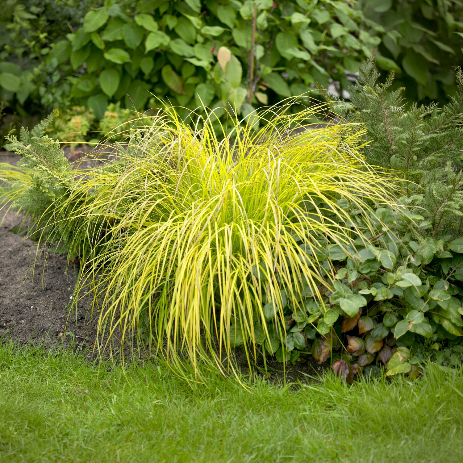 Carex elata aurea - Laîche dorée - Carex Aurea - Carex