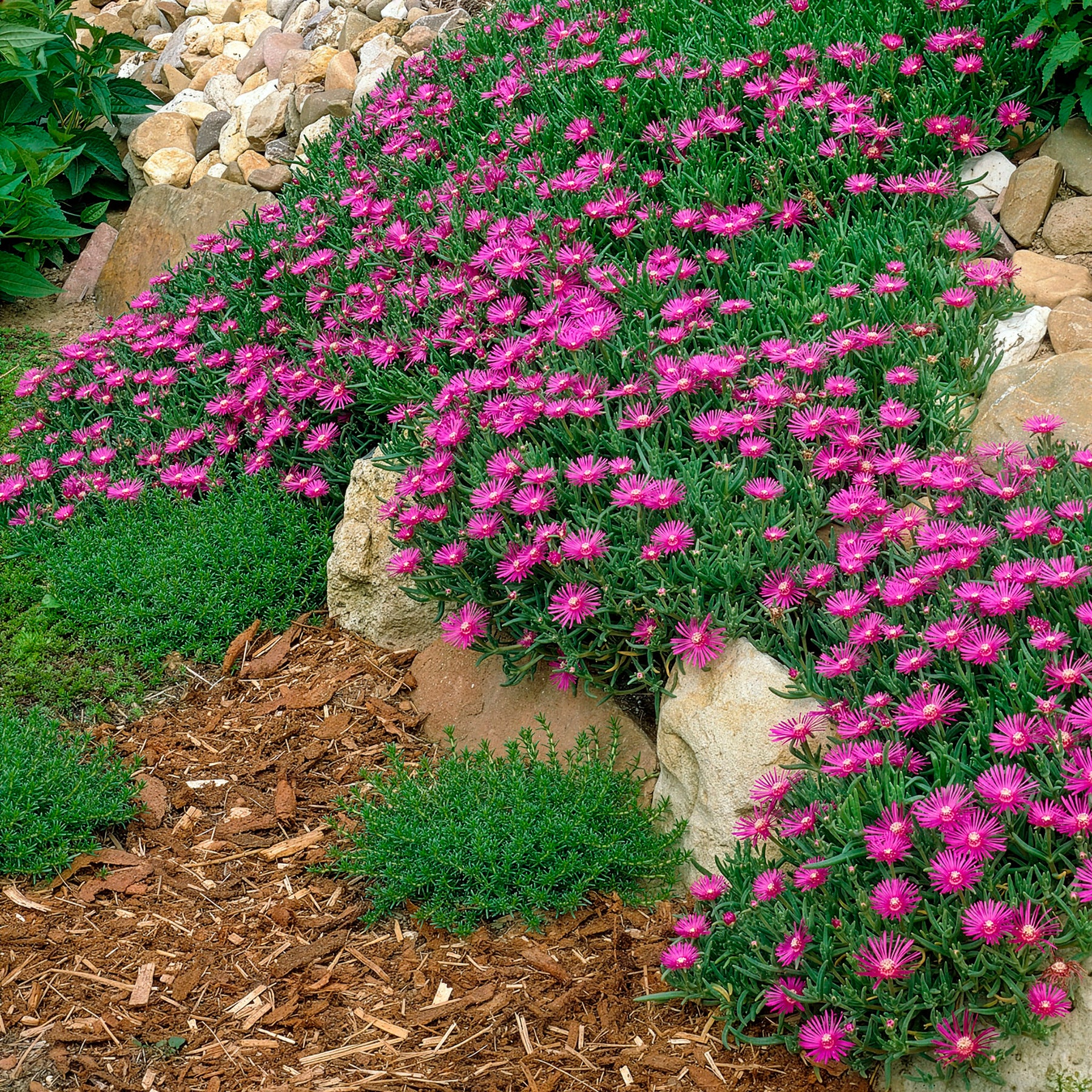 Vente Delosperma de Cooper