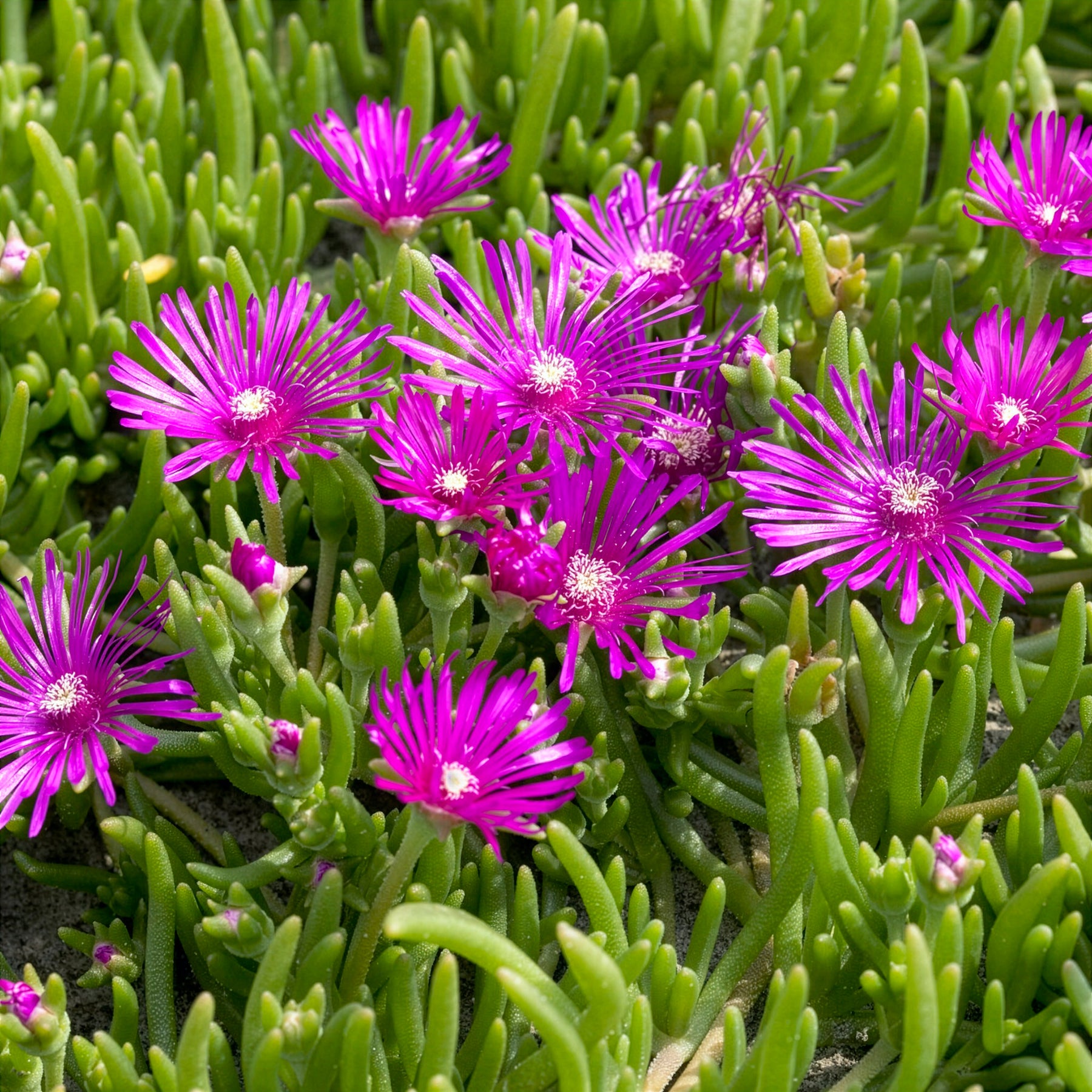 Vente Delosperma de Cooper - Delosperma cooperi
