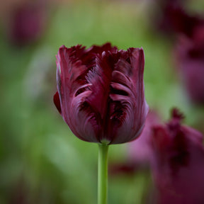 Tulipa Princesse  Irene, Black Parrot, Apricot Parrot - Collection de 24 Tulipes perroquet : Princesse Irene, Black Parrot, Apric - Tulipe