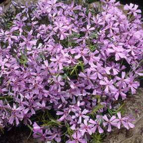 Phlox subulata Moerheimii - Phlox mousse Moerheimii rose - Phlox mousse