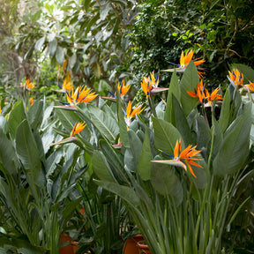 Oiseau du paradis Strelitzia - Balcon et terrasse - Willemse