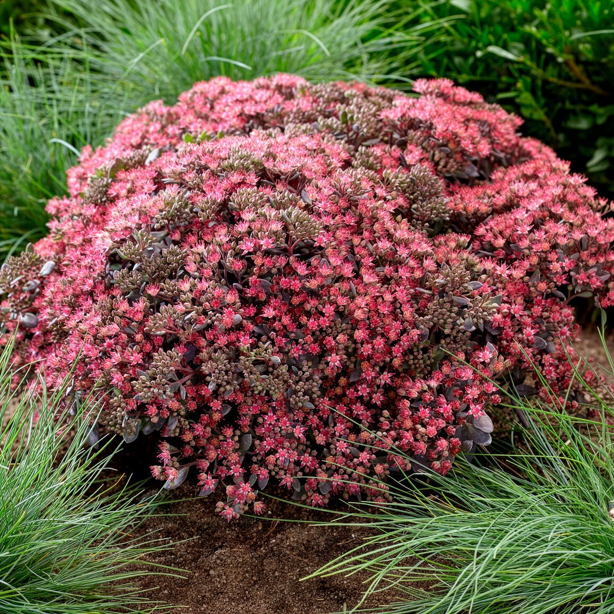 Sedum Sunsparkler® Dazzleberry - Willemse