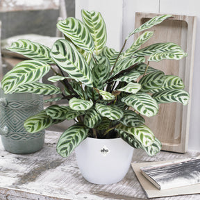 Dormeuse et son cache-pot blanc ELHO - Willemse