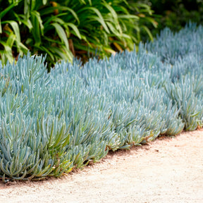 Senecio mandraliscae - Seneçon - Arbustes à feuillage persistant