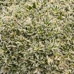 Arabis ferdinandi-coburgii variegata - Arabette rampante Variegata - Fleurs vivaces