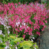 Diascie Ruby Field - Willemse