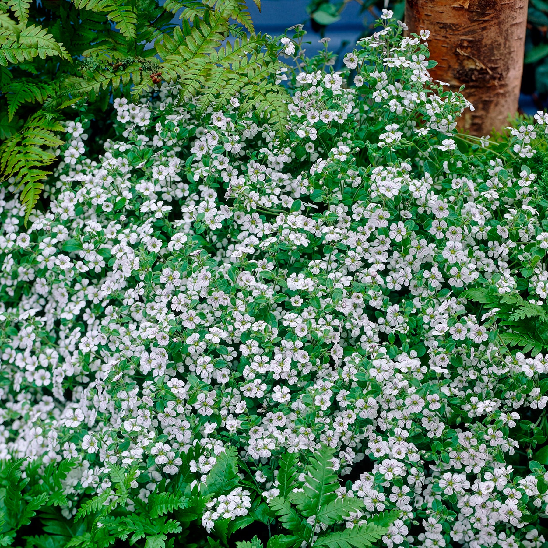 Vente Gypsophile en coussin