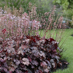 Heuchera berry smoothie - Heuchère Berry Smoothie - Heuchères