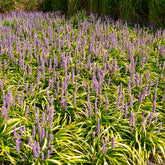 Liriope muscari Gold Banded - Willemse
