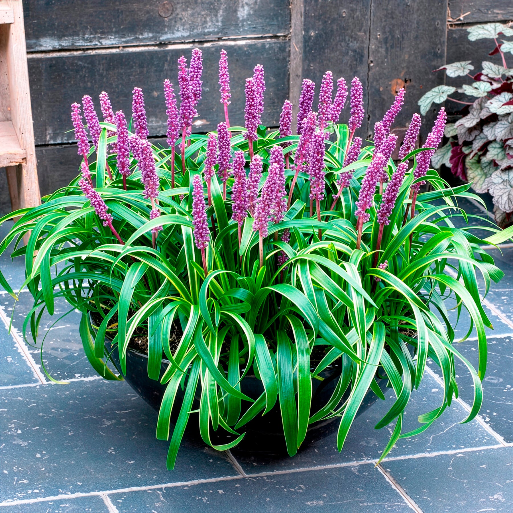 Liriope - Liriope muscari Gold Banded - Liriope muscari Gold Banded