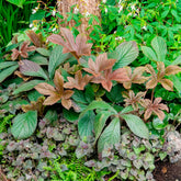Rodgersia henrici - Willemse