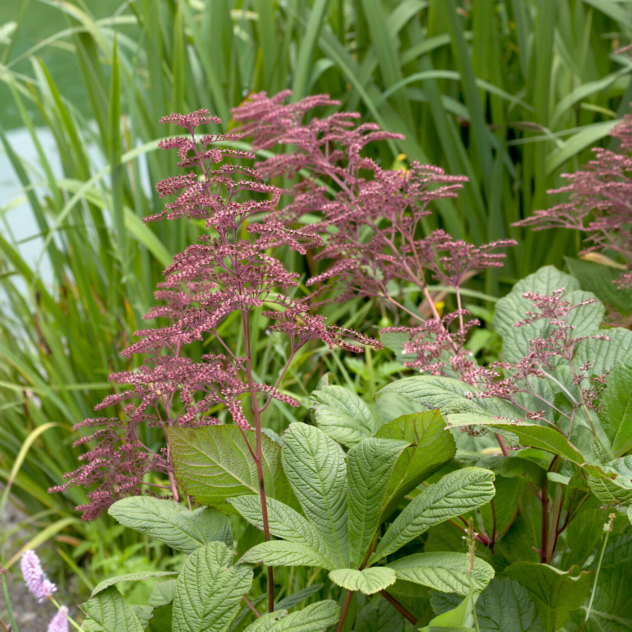 Rodgersia henrici - Rodgersia henrici - Rodgersia