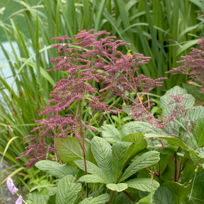 Rodgersia henrici - Rodgersia henrici - Rodgersia
