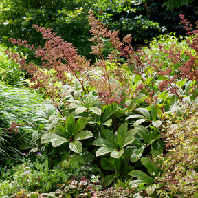 Rodgersia henrici - Rodgersia henrici - Willemse