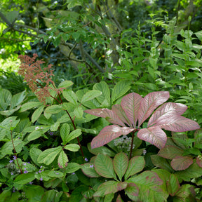Vente Rodgersia henrici - Rodgersia henrici