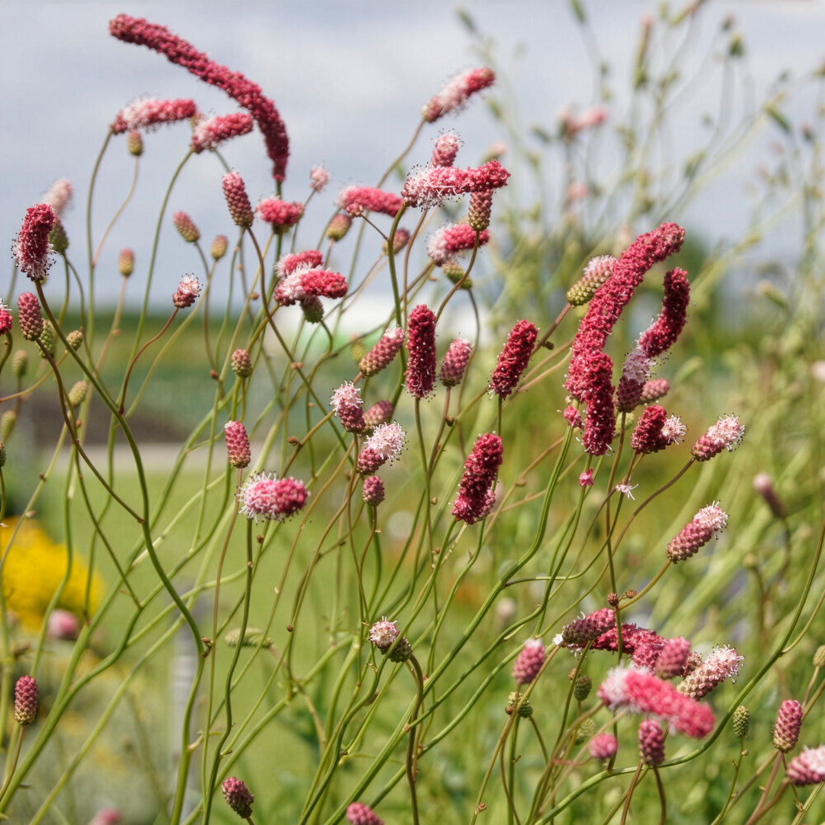 Pimprenelle à fines feuilles pourpre - Sanguisorbe - Willemse