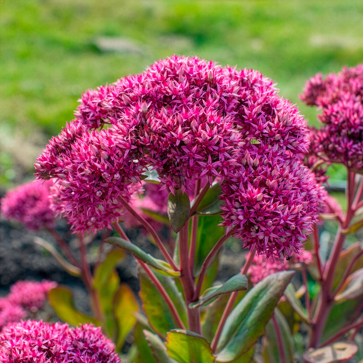 Sedum Mr Goodbud - Willemse