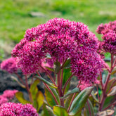 Sedum Mr Goodbud - Willemse