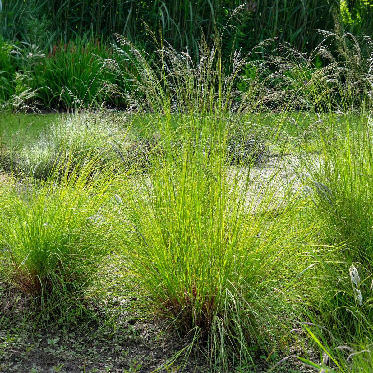Herbe d'amour courbée - Willemse