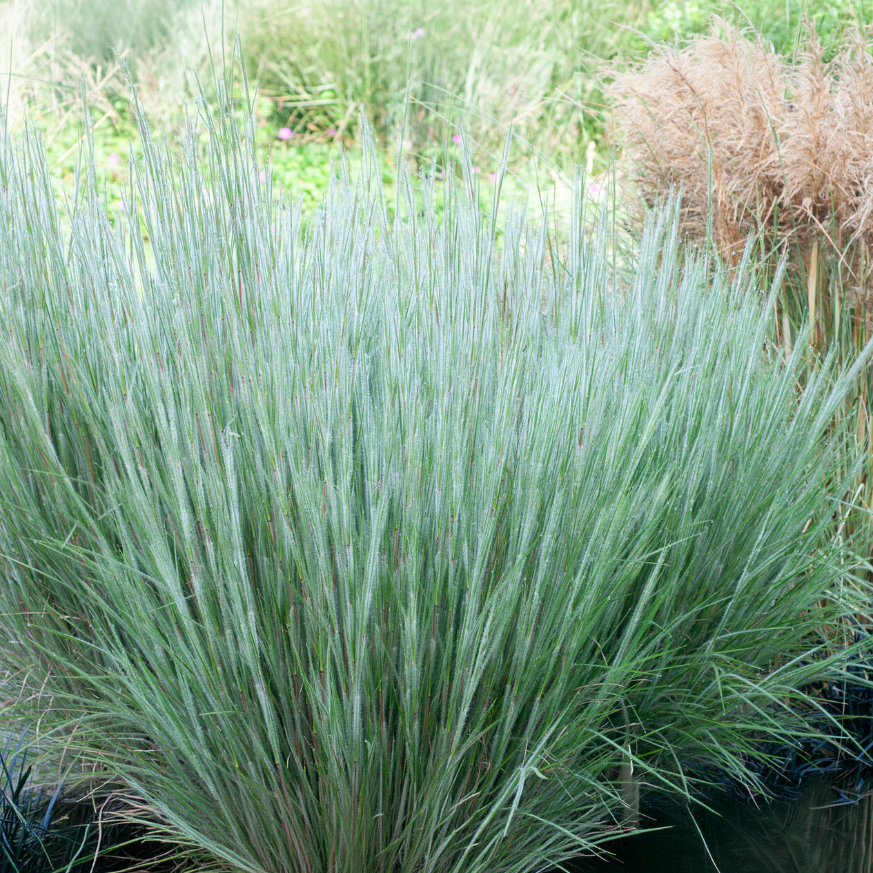 Andropogon Ha Ha Tonka - Schizachyrium scoparium Ha Ha Tonka - Willemse