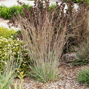 Schizachyrium scoparium Standing Ovation - Andropogon Standing Ovation - Schizachyrium