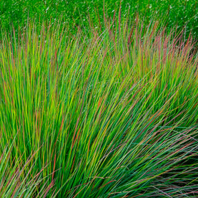 Schizachyrium - Andropogon Standing Ovation - Schizachyrium scoparium Standing Ovation