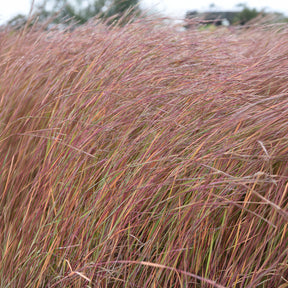 Schizachyrium scoparium Wildwest - Andropogon Wildwest - Schizachyrium