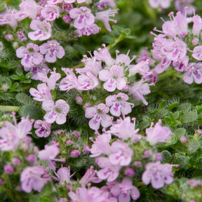 Thymus Elfin - Thym serpolet Elfin - Thym